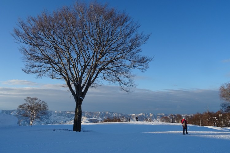 open blue sky with single tree in the foreground and mountains in background