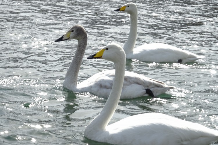 close up of swans on the water