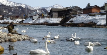 swans on lake with snow covered buildings and mountains in background