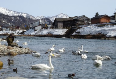 swans on lake with snow covered buildings and mountains in background