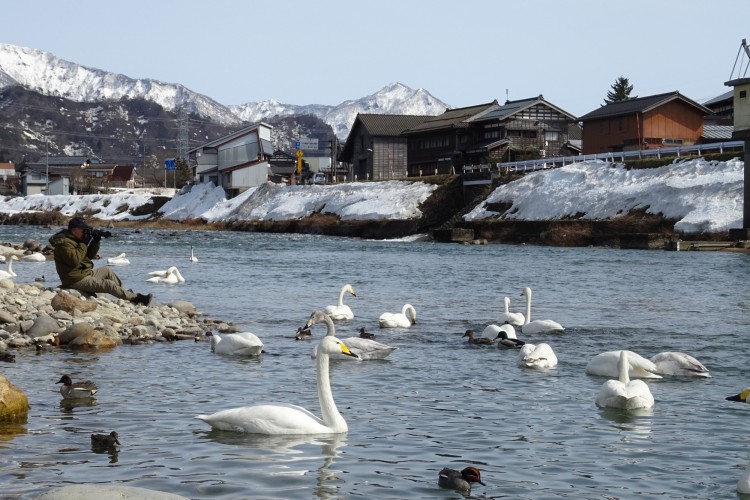 swans on lake with snow covered buildings and mountains in background near Sanjo, Niigata