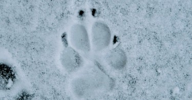 canine track in the snow