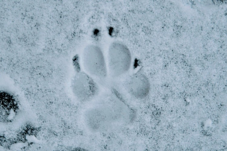 canine track in the snow