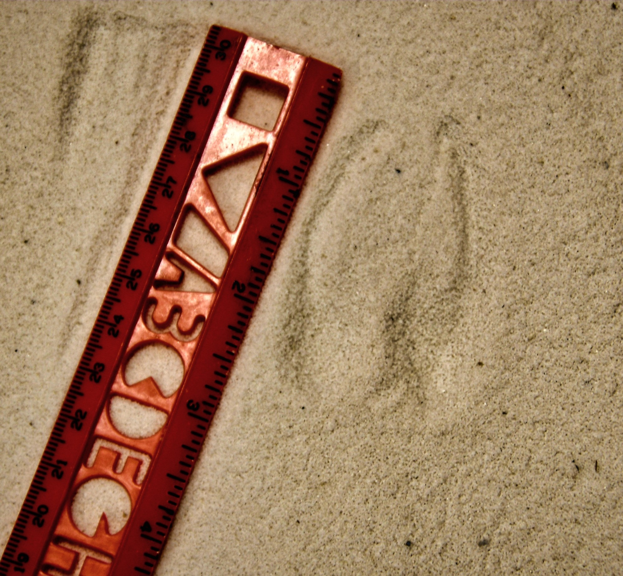 deer track in the sand next to a ruler