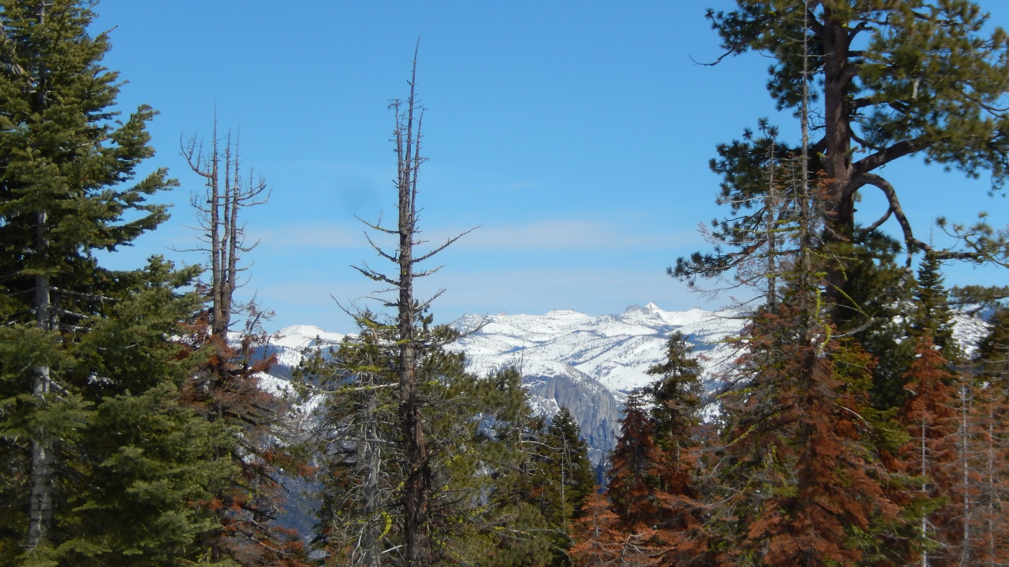 blue sky, trees, and snow-capped mountain on Ridge Trail, CA