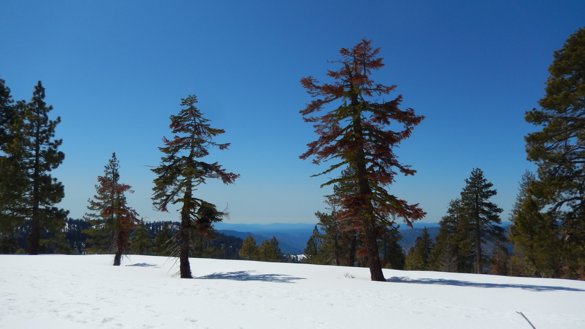 trees in the snow with clear blue sky on the Ridge Trail, CA