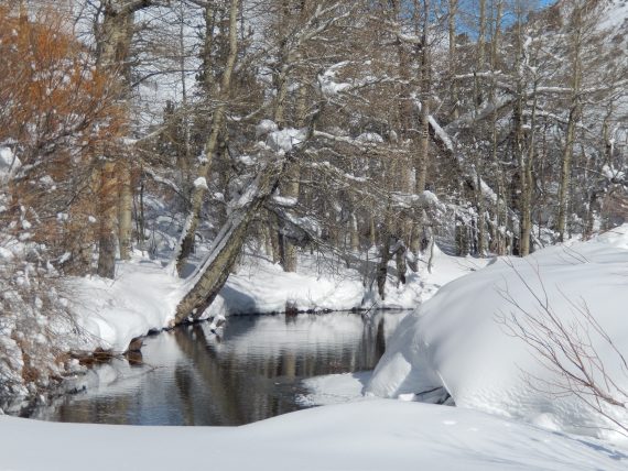 water and trees