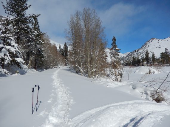 snowshoe tracks with poles
