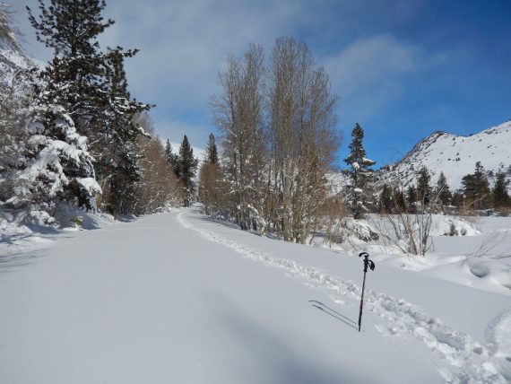 snowshoe tracks with poles on left
