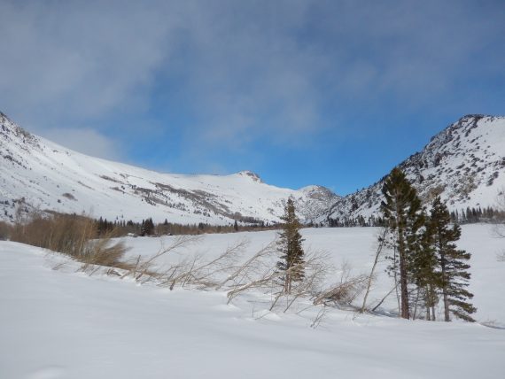 open area with three trees