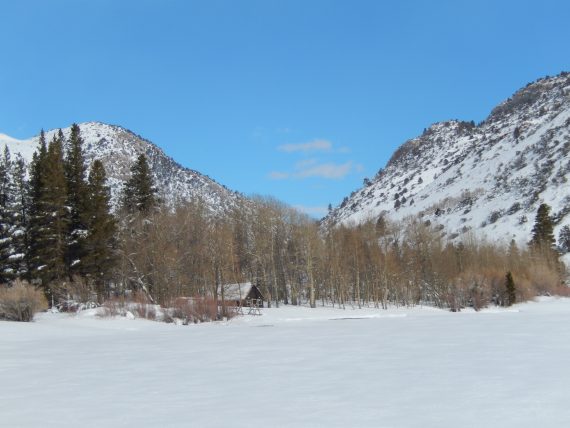 open field with cabin and trees