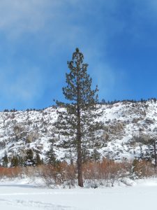 tree in Silver Lake