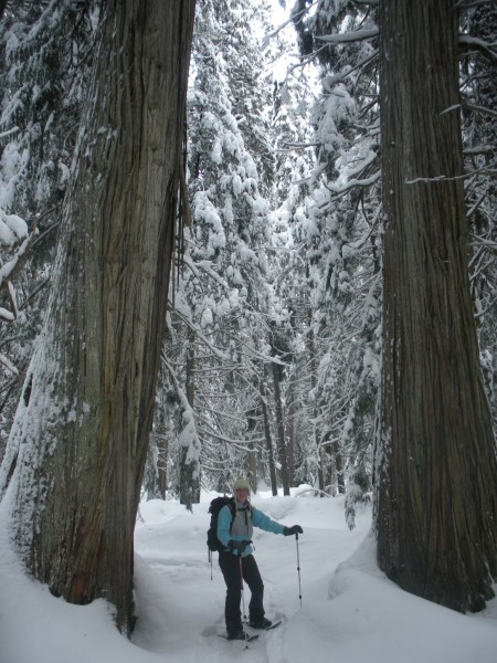 Ross Creek Cedars Scenic Area, Montana