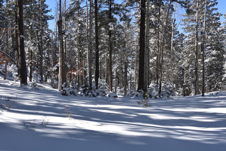 snowshoeing in New Mexico: aspens and pines lined up on a snowy trail