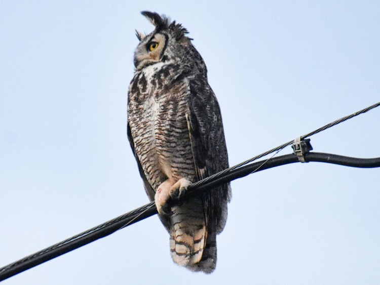 Great Horned Owl