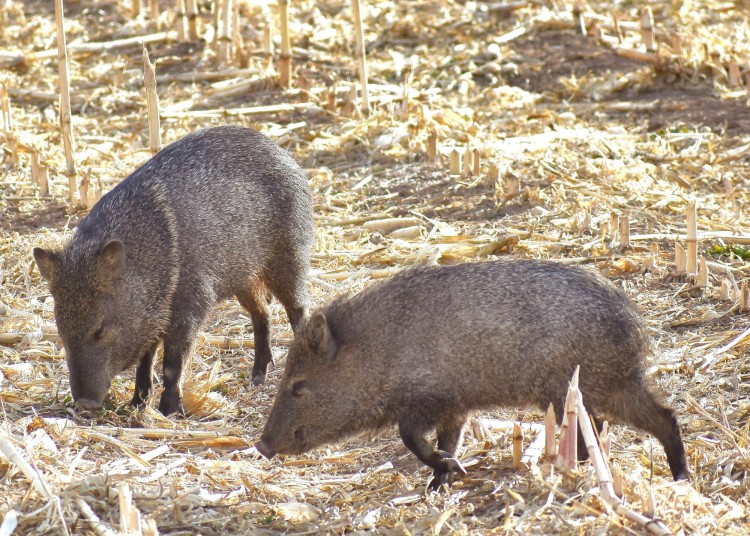 javelina in hay