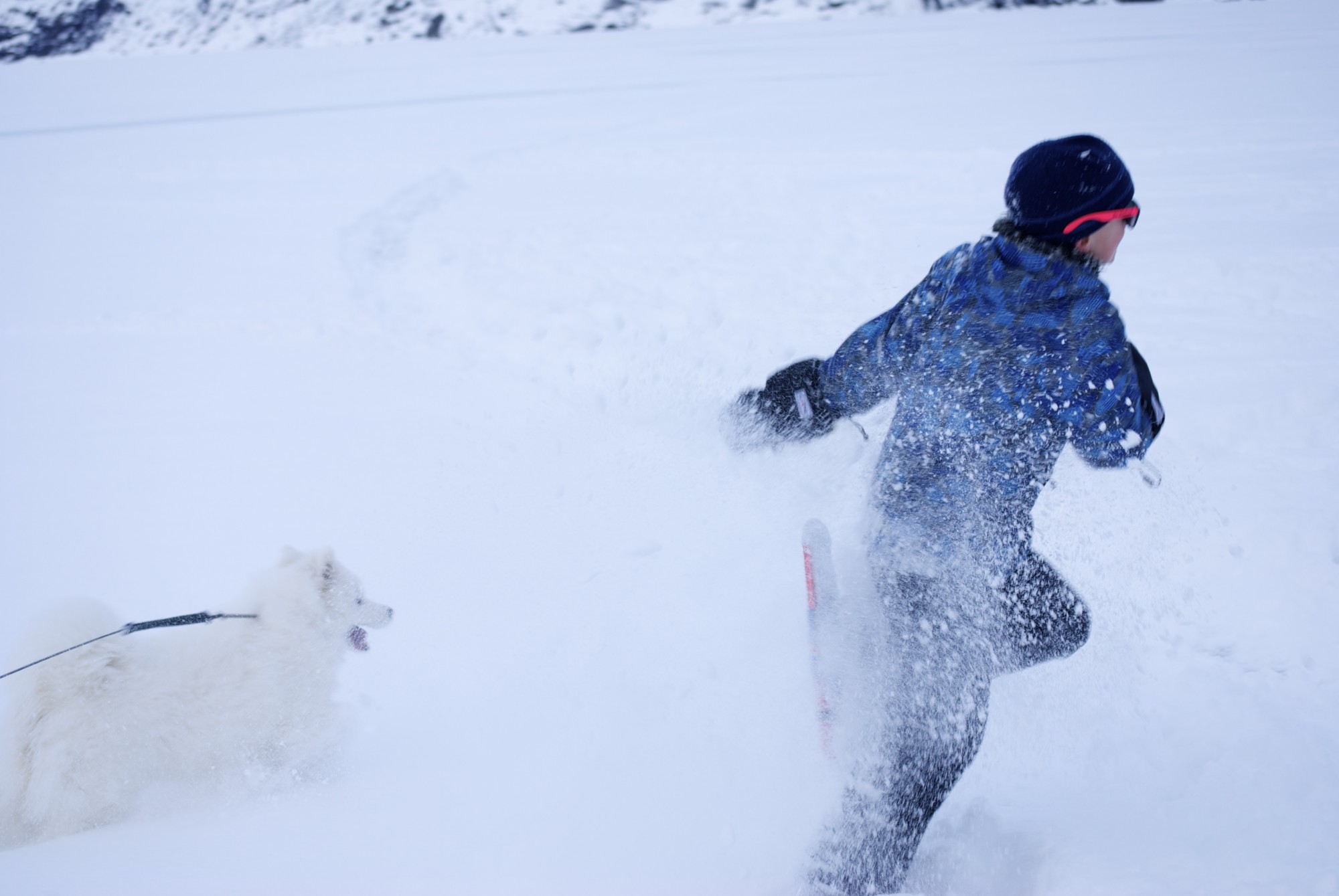 Sometimes the fluff is too good to pass up (but it doesn't happen too often in Southeast Alaska).