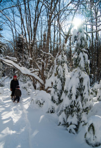 The "dinosaurs". The evergreens have been heavy laden with snow for over a month. 