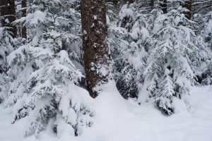 The trail passes through a spruce and pine forest.