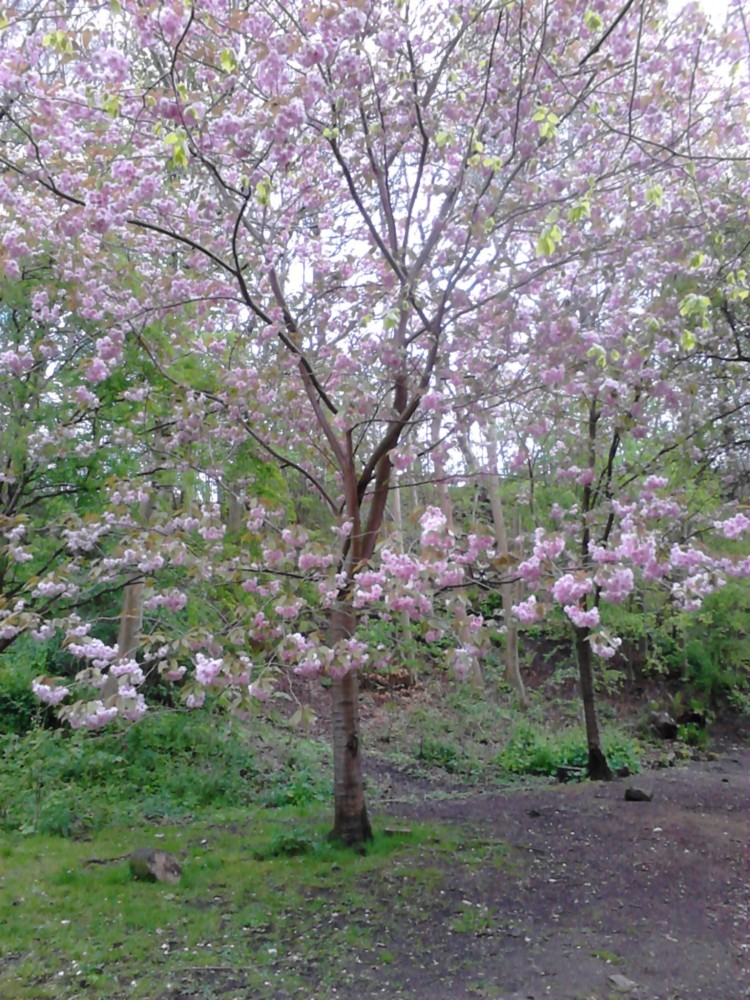pink blooming trees in Glasgow Botanic Gardens in spring