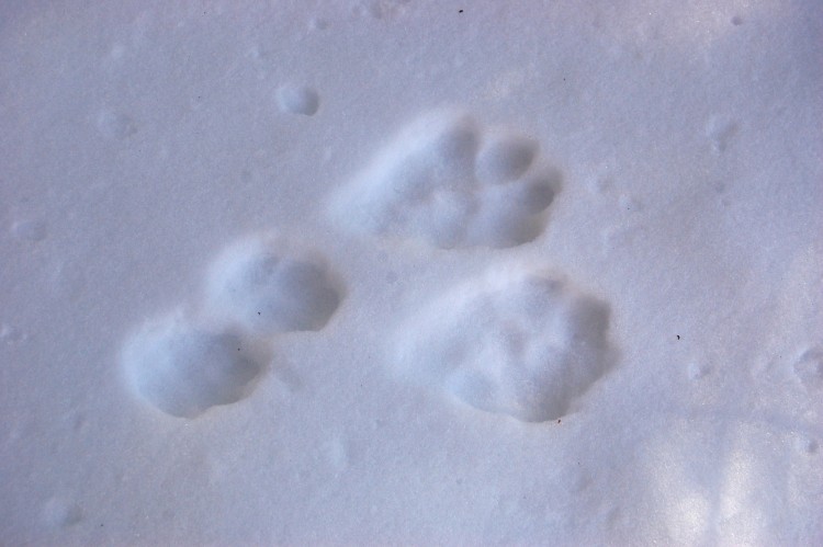 hare animal tracks in the snow
