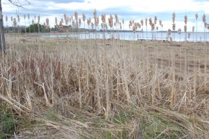 Early Spring Cattails