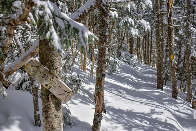 snowy trail surrounded by trees