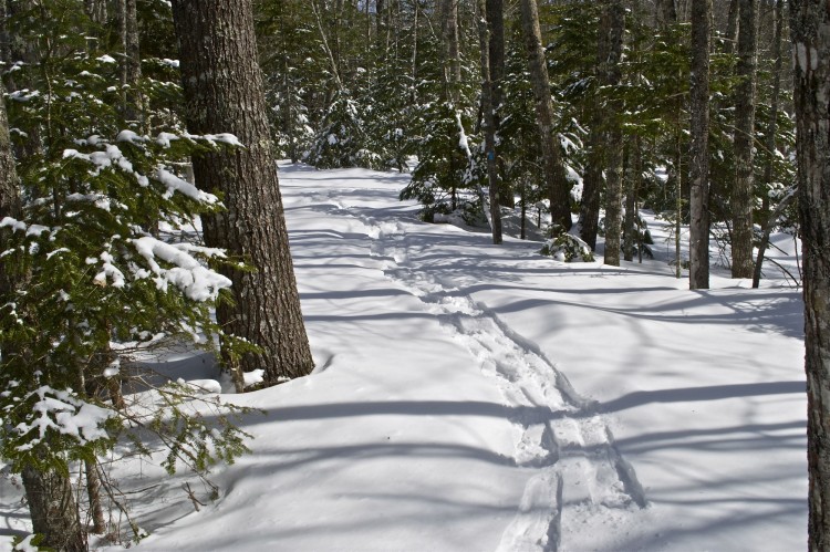 Patten Stream Trail: snowshoe tracks in snow between snow covered trees