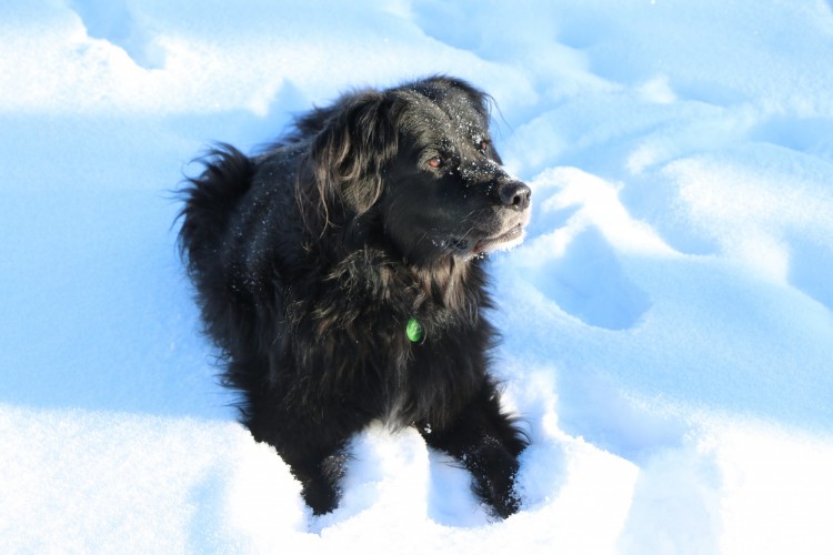 dog in deep snow