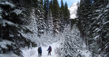 group of snowshoers and cross country skiers surrounded by snow covered trees in winter