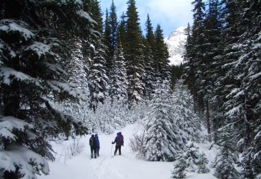 group of snowshoers and cross country skiers surrounded by snow covered trees in winter