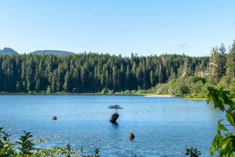 lake with single tree in middle surrounded by trees and blue sky