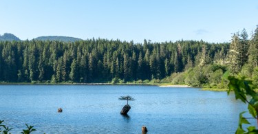 lake with single tree in middle surrounded by trees and blue sky