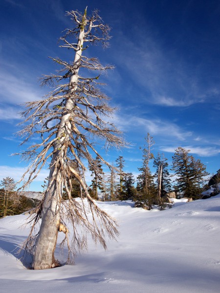 snowshoe lake tahoe