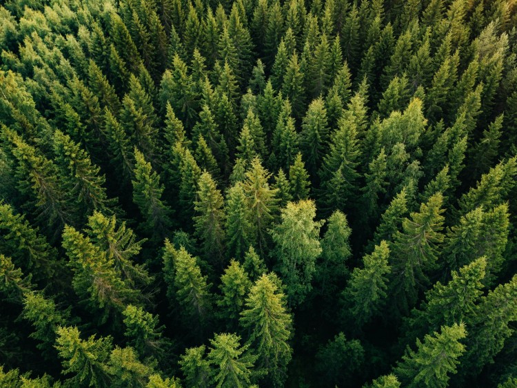 aerial view of trees in Finland