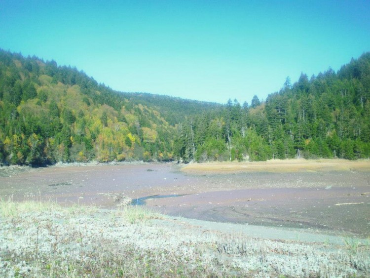 low tide river crossing with trees in background