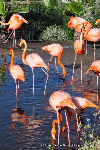 Flamingos_Safari_West