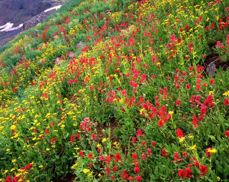 flowers in Flat Tops Wilderness