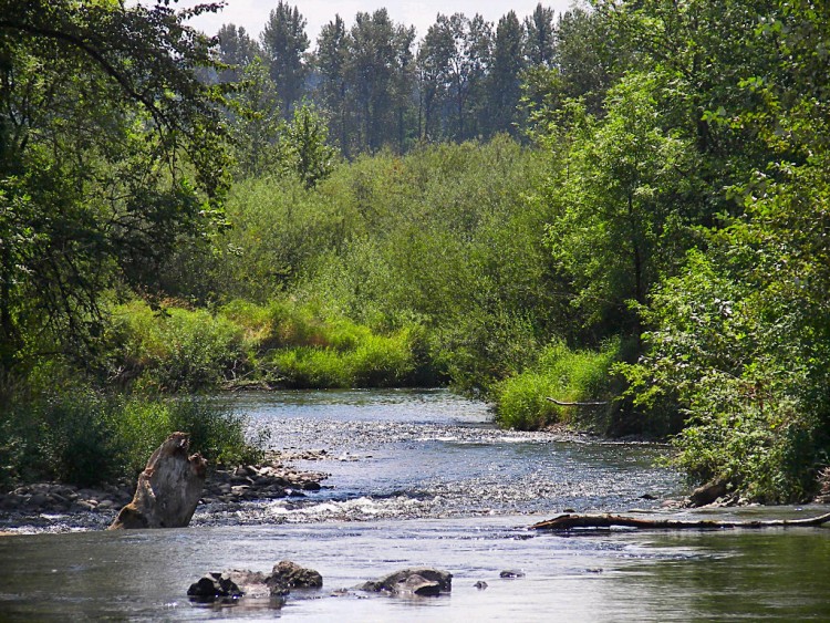 river surrounded by trees