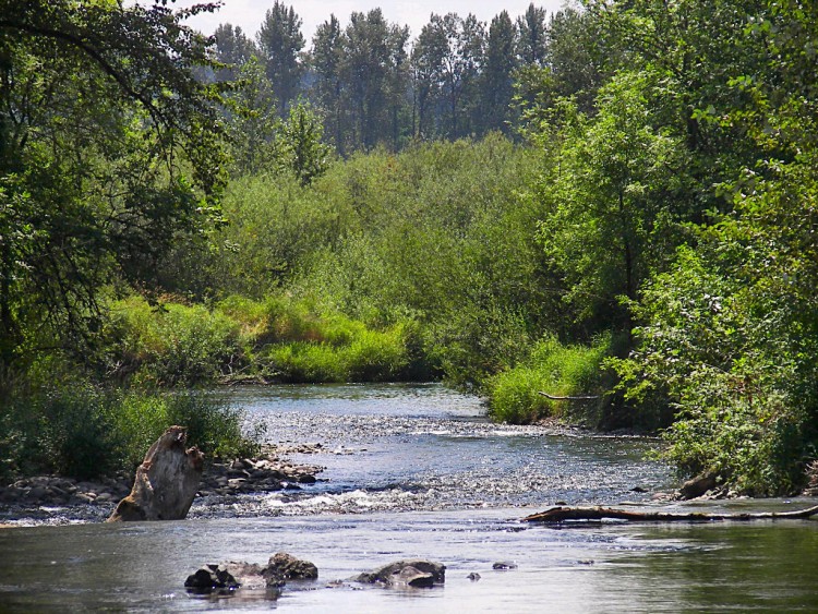 river surrounded by trees