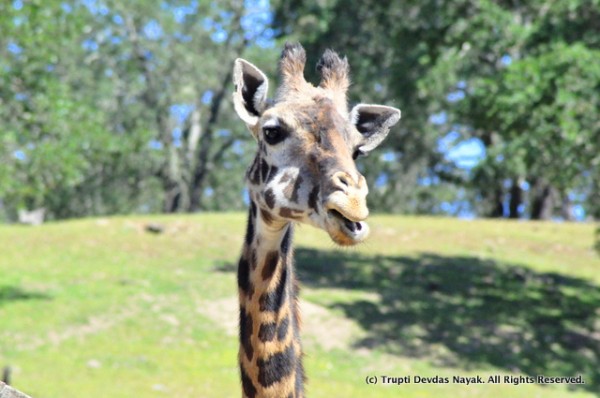 Giraffe_closeup