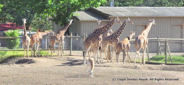 Giraffe_lineup