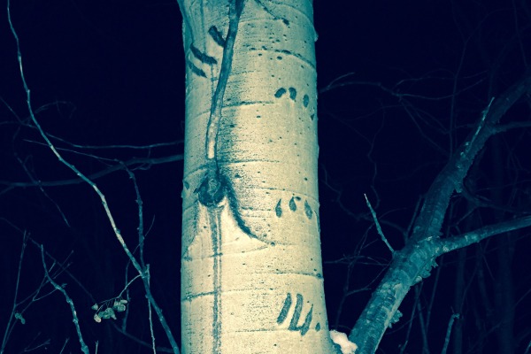 Bear claw prints on snowshoe tour (photo:  Giulliana Piedra)