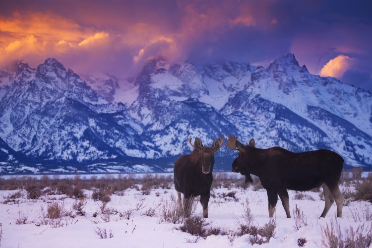 moose stand under snowy mountain range