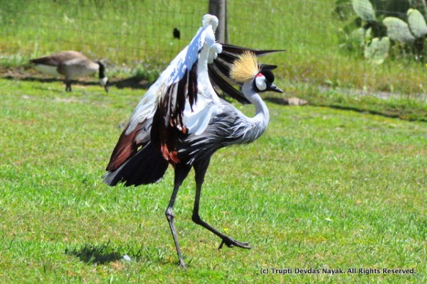 Grey_Crowned_Crane_Safari_West