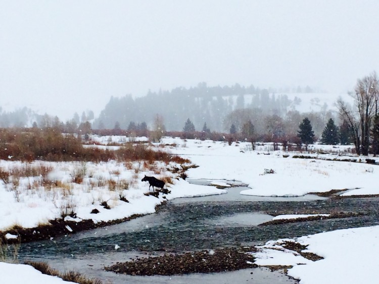 moose after crossing snowy Gros Ventre River near Jackson Hole WY