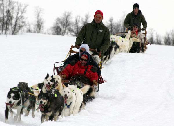 Dog sledding with Tove Sorensen's Alaskan huskies- Tromso Winter Activities