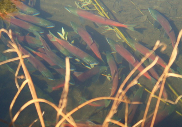 close up of salmon in a river