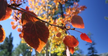 close up of fall colors on trees