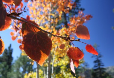 close up of fall colors on trees
